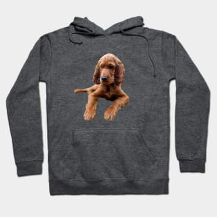 Irish Setter Puppy Dog Hoodie